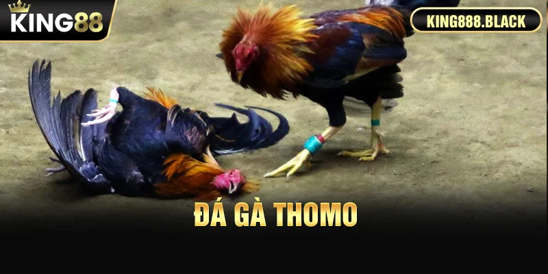 Đá gà Thomo - Bộ môn từ trường gà Campuchia