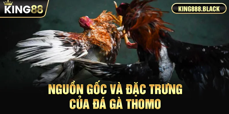 Nguồn gốc và đặc trưng của đá gà Thomo