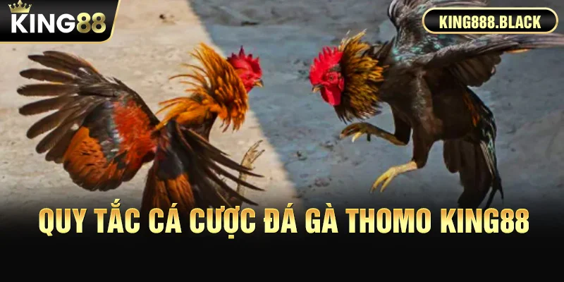 Quy tắc cá cược đá gà Thomo KING88
