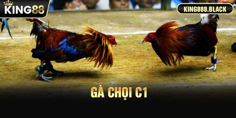 Gà Chọi C1 - Nguyên tắc và kỹ thuật thi đấu