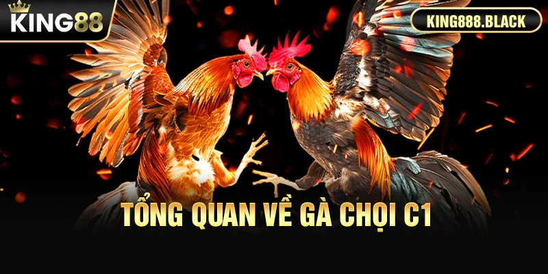 Tổng quan về Gà Chọi C1