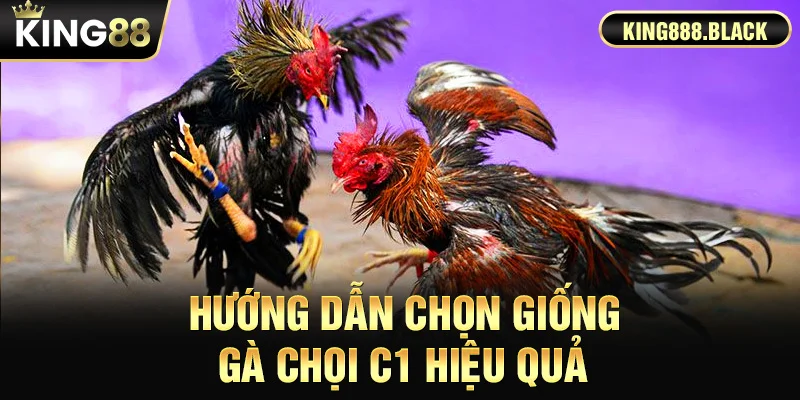 Hướng dẫn chọn giống Gà Chọi C1 hiệu quả
